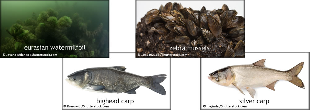 A collage of Aquatic Invasive Species