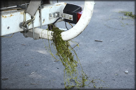Weeds hanging off the back of a traailer