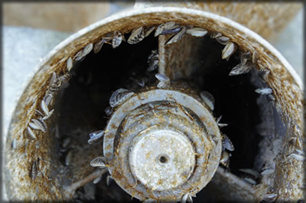 Zebra mussels attached to a boat