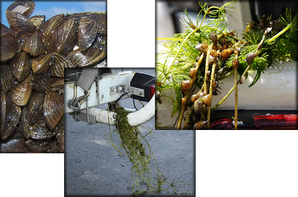 a collage of Aquatic Invasive Species (AIS)