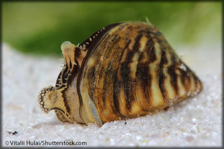 zebra mussel