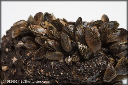 an infestation of mussels