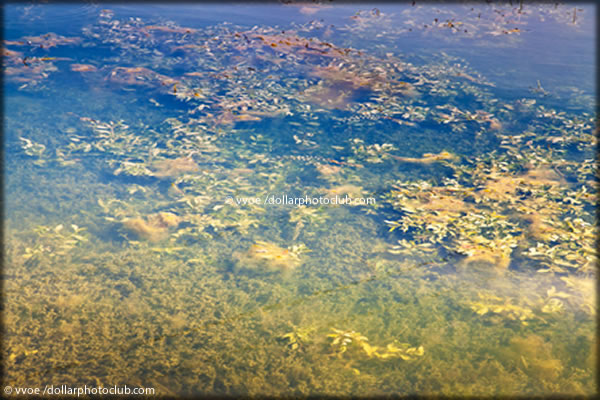 Weedy Lake