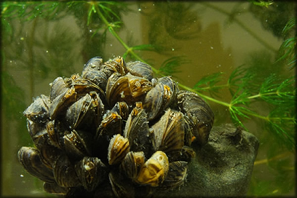 zebra mussels
