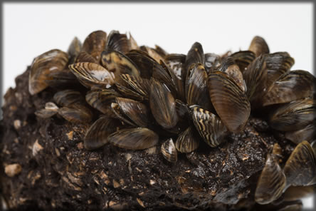 zebra mussels and quagga mussels