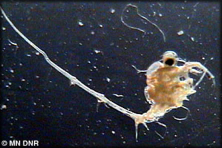 Spiny waterfleas