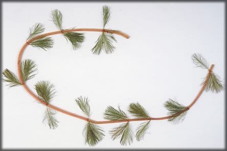 Eurasian watermilfoil