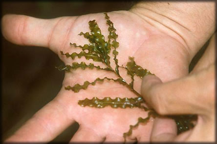 Curly-leaf pondweed