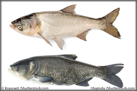 Silver  and  bighead carp