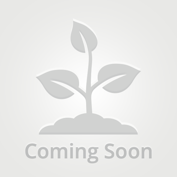 Product Image-White Pine Packet