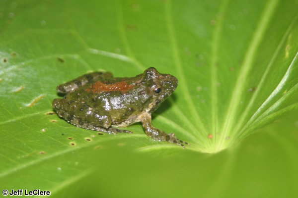 a cricket frog sitting on a leaf